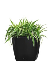 Plante araignée dans un Quadro à réserve d'eau