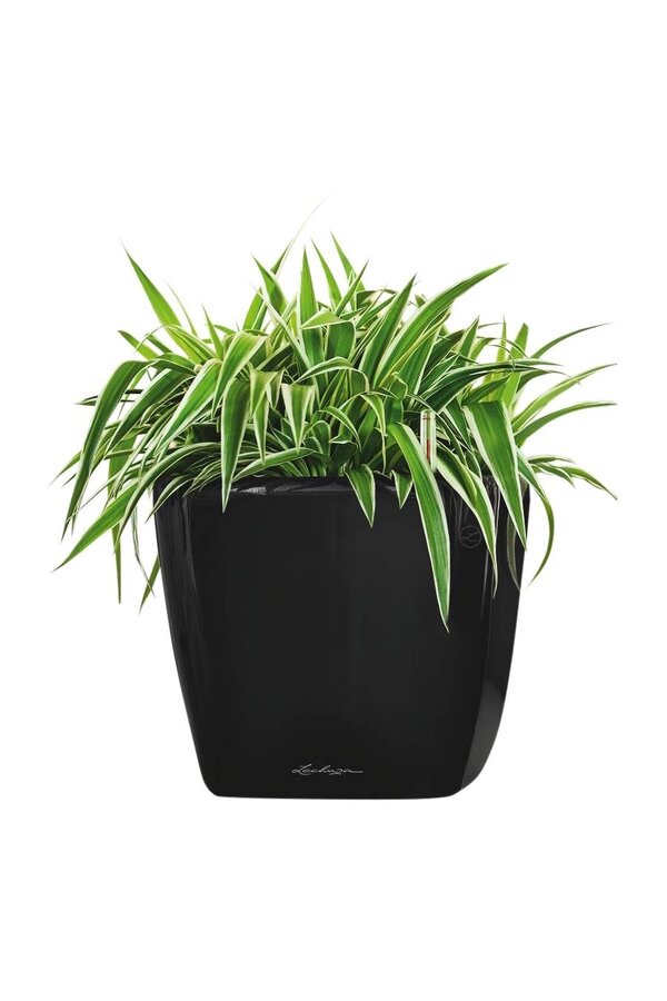 Spiderplant in zelfwatergevende Quadro