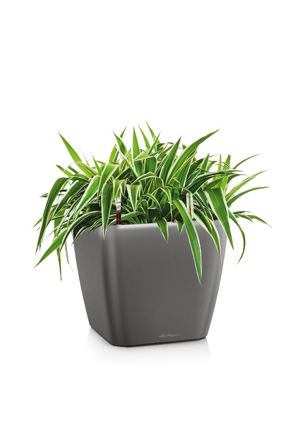 Spiderplant in zelfwatergevende Quadro