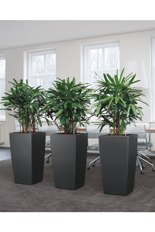 Rhapis dans un Cube à réserve d'eau