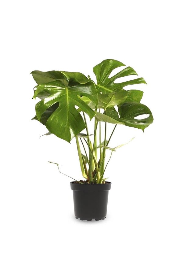 Monstera Plante à trous Bush S