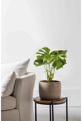 Monstera Gatenplant Bush S