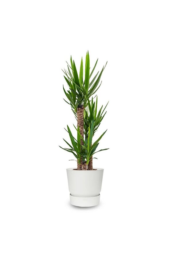 Yucca Drietak In Greenville