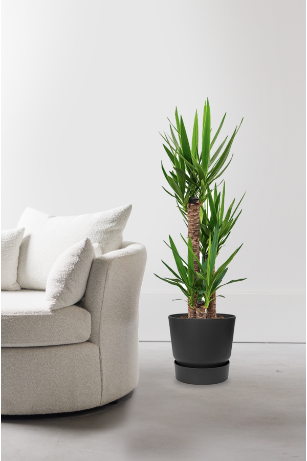 Yucca Drietak In Greenville