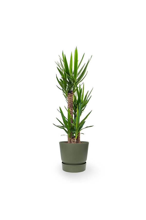 Yucca Drietak In Greenville