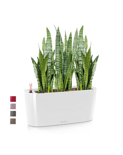 Lechuza Lechuza | Sansevieria