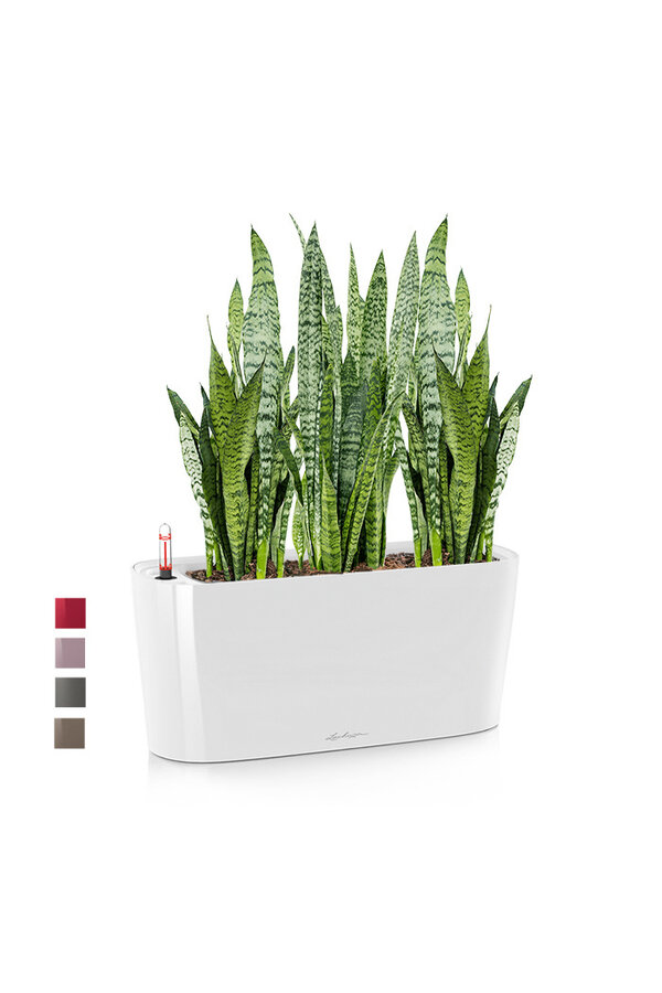 Sansevieria Zeylanica Dans Delta Auto-irrigant