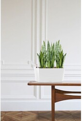 Sansevieria Zeylanica Dans Delta Auto-irrigant