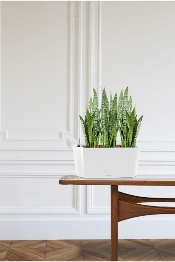 Sansevieria Zeylanica In Zelfwatergevende Delta
