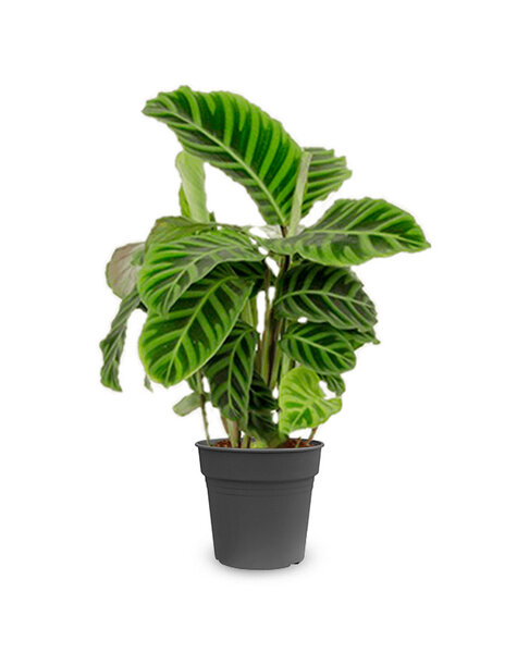 Calathea