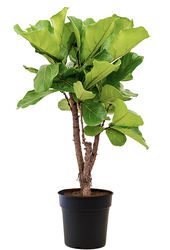 Ficus Lyrata ramifié M
