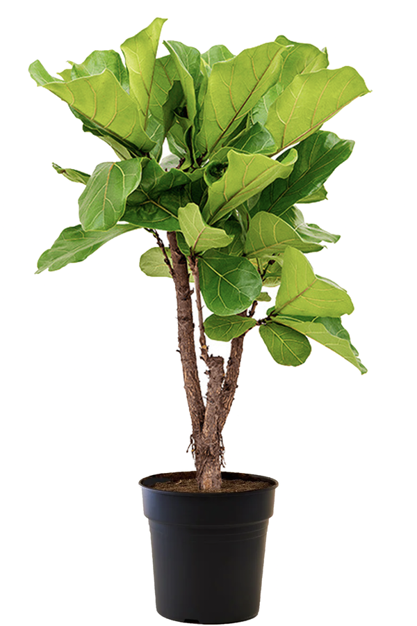 Ficus Lyrata ramifié M