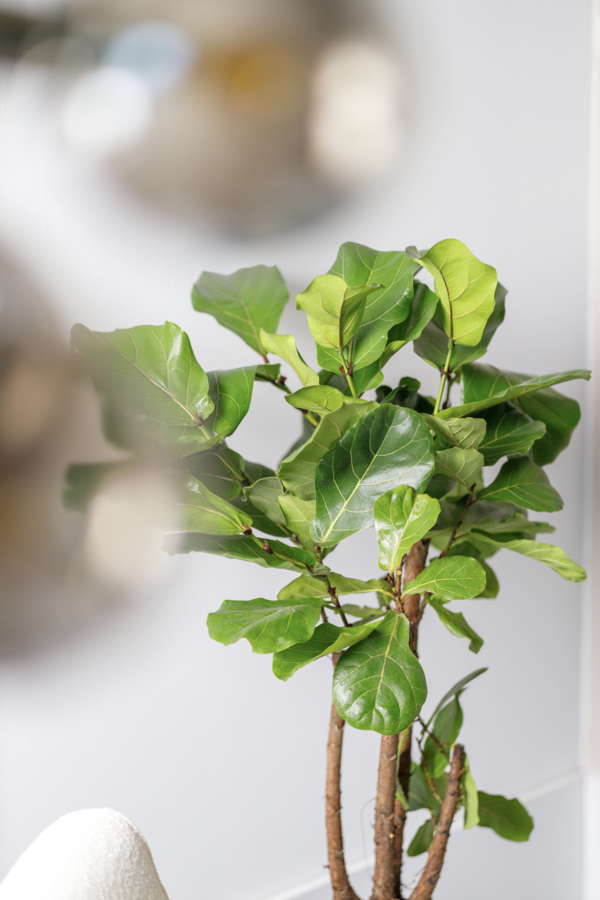 Ficus Lyrata ramifié M