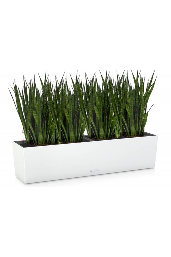Sansevieria Kirkii in Zelfwatergevende Balconera
