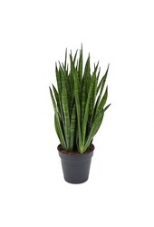 Sansevieria Kirkii in Zelfwatergevende Balconera