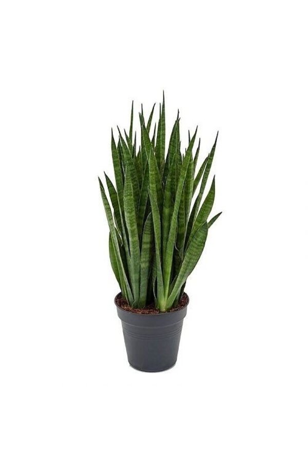 Sansevieria Kirkii in Zelfwatergevende Balconera