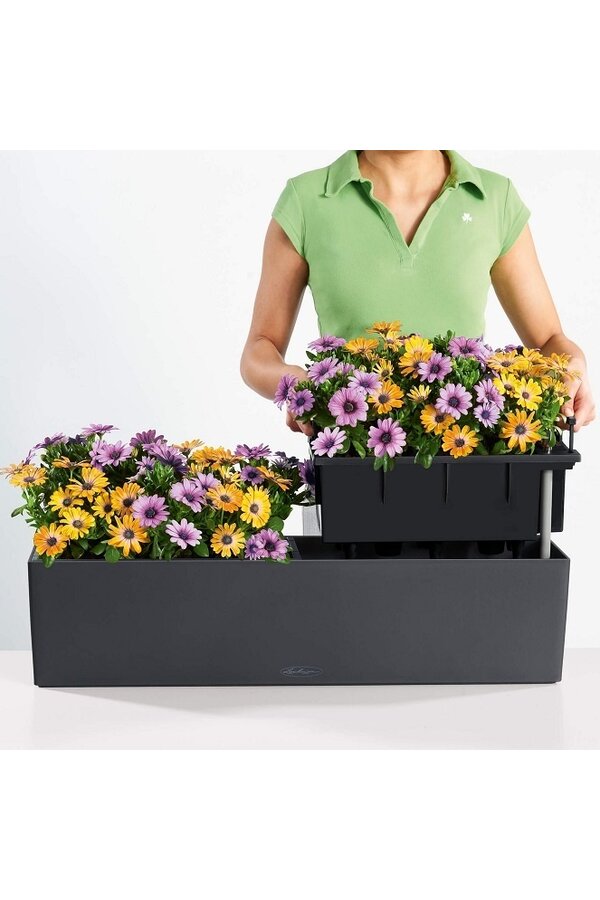 Sansevieria Kirkii dans Balconera auto-arrosante