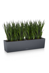 Sansevieria Kirkii in Zelfwatergevende Balconera