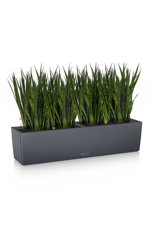 Sansevieria Kirkii in Zelfwatergevende Balconera