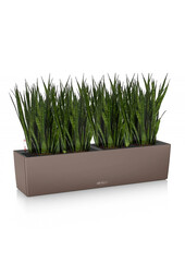 Sansevieria Kirkii in Zelfwatergevende Balconera