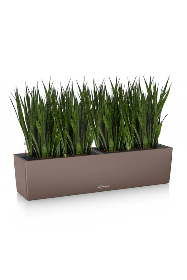 Sansevieria Kirkii in Zelfwatergevende Balconera