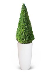 Buxus sempervirens Dans Pure Soft