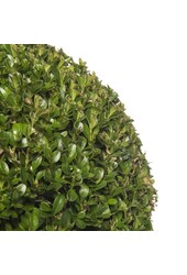 Buxus sempervirens In Pure Soft