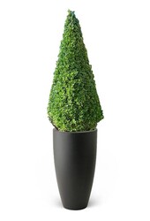 Buis sempervirens Dans Pure Soft