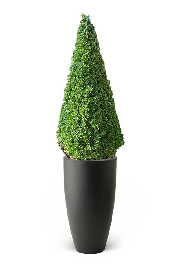 Buis sempervirens Dans Pure Soft