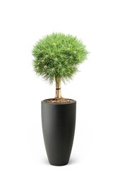 Pinus Conifère Dans Pure Soft