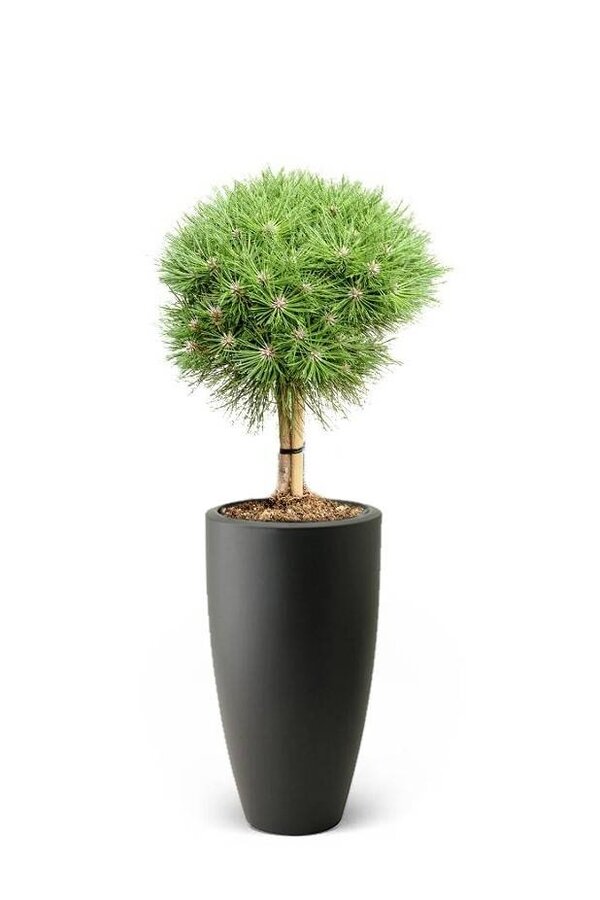 Pinus Conifère Dans Pure Soft