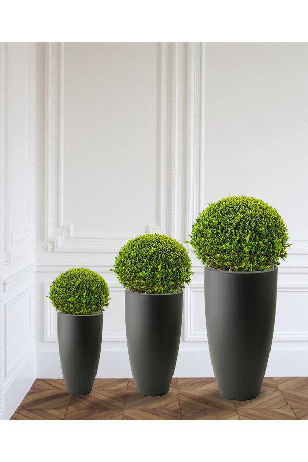 Buis Boule En Pure Soft S