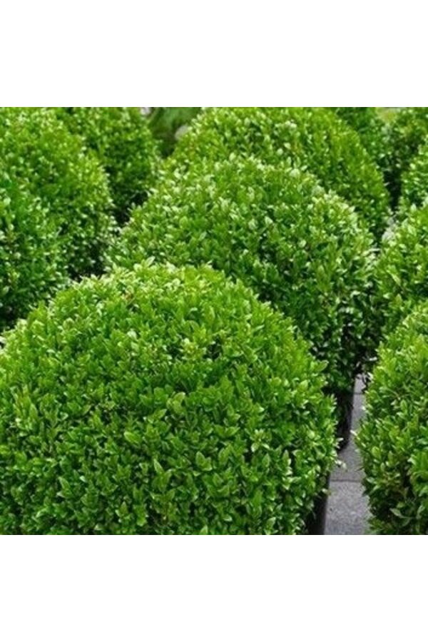 Buis Boule En Pure Soft S