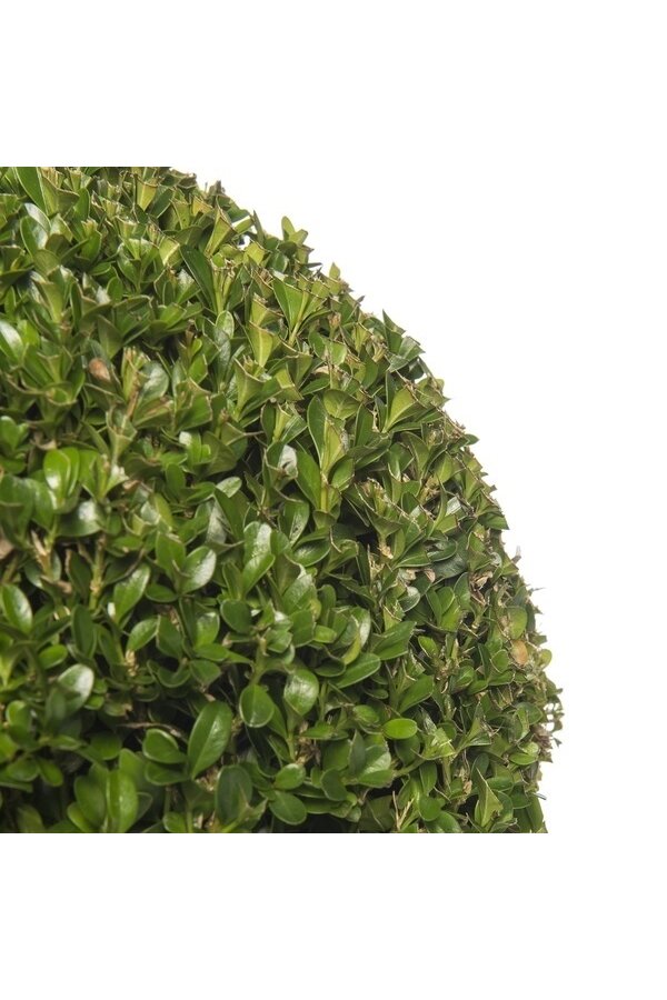 Boule de Buis Dans Pure Soft S