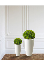 Boule de Buis Dans Pure Soft L