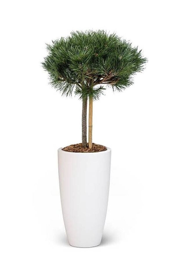 Pinus nigra In Pure Soft