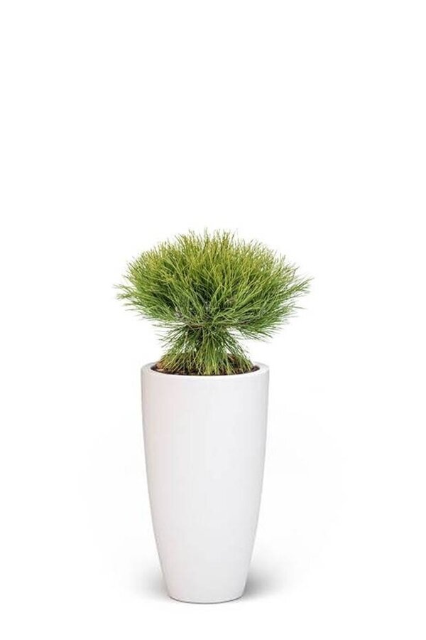 Pinus Bregon Conifère Dans Pure Soft