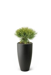 Pinus Bregon Naaldboom In Pure Soft