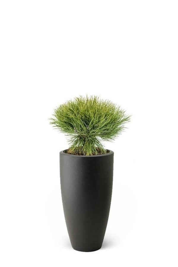 Pinus Bregon Naaldboom In Pure Soft