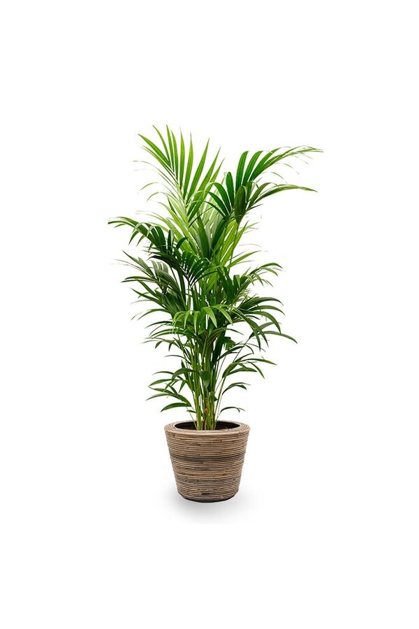 Palmier Kentia en Pot en Rotin