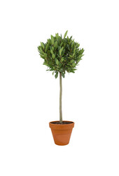 Laurus Nobilis sur Tige en TerraCotta