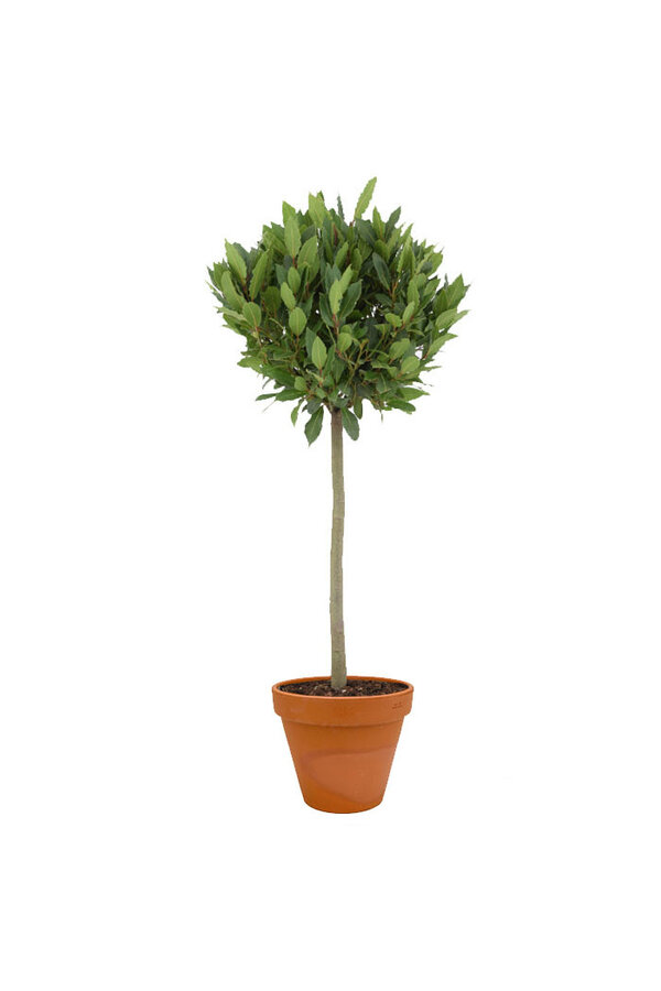 Laurus Nobilis sur Tige en TerraCotta