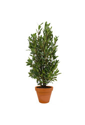 Laurus Nobilis Struik M in TerraCotta