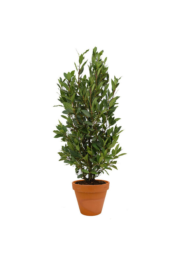 Laurus Nobilis Struik M in TerraCotta