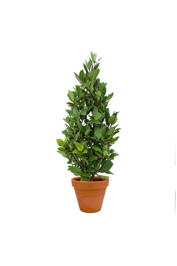 Laurus Nobilis Struik S in TerraCotta
