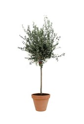 Olivier en terre cuite