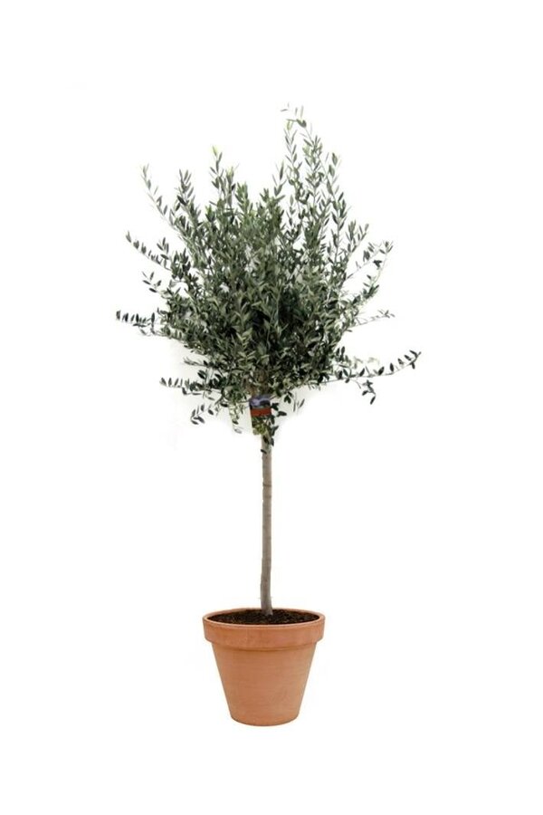 Olivier en terre cuite