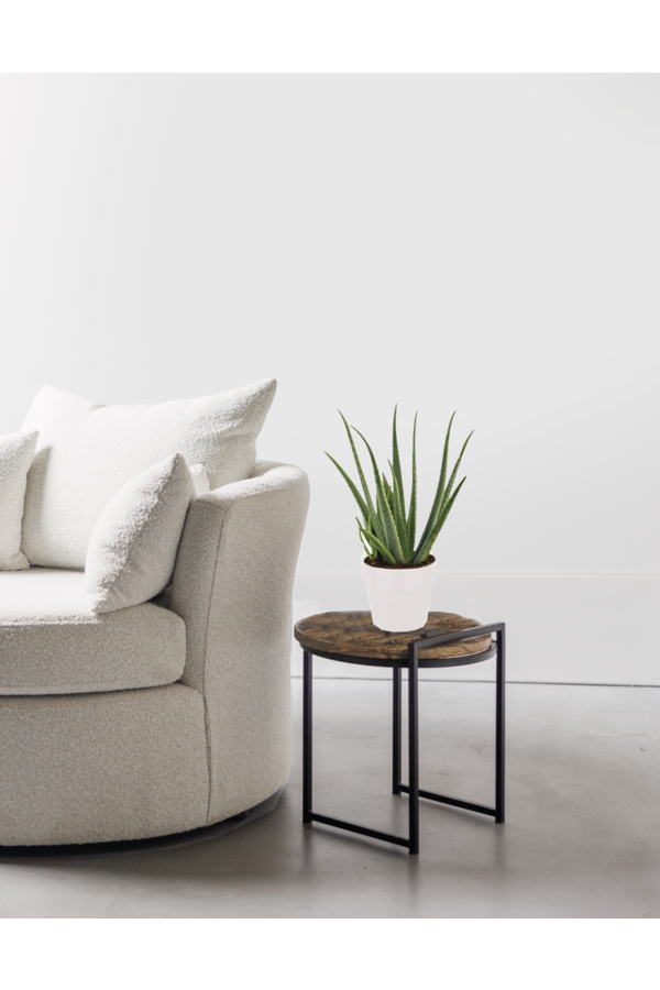 Plante Aloe Vera dans Elho