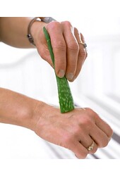 Plante Aloe Vera dans Elho