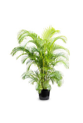 Palmier doré Aréca KingSize